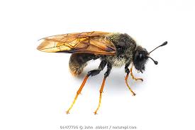 Attēlu rezultāti vaicājumam “Trichiosoma”