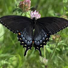 Attēlu rezultāti vaicājumam “Papilionidae”