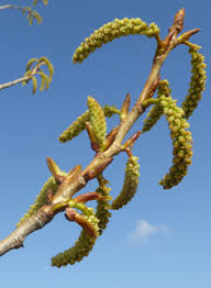 Attēlu rezultāti vaicājumam “Populus x jackii flower”