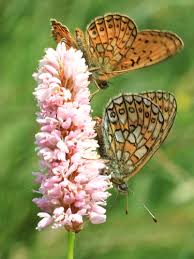 Attēlu rezultāti vaicājumam “Boloria eunomia underside”