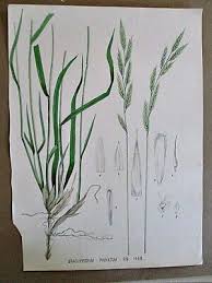 Attēlu rezultāti vaicājumam “Brachypodium pinnatum”