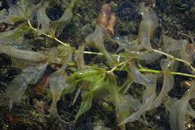 Attēlu rezultāti vaicājumam “Potamogeton praelongus”