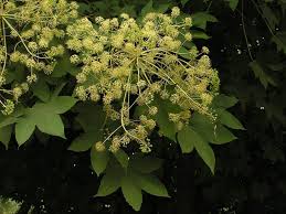 Attēlu rezultāti vaicājumam “Kalopanax septemlobus fruit”