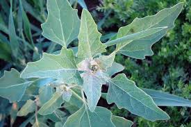 Image result for Chenopodium album