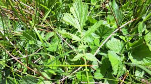Attēlu rezultāti vaicājumam “Geum rivale leaf”