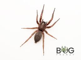 Attēlu rezultāti vaicājumam “Gnaphosidae”