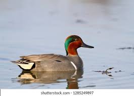 Attēlu rezultāti vaicājumam “Anas crecca male”