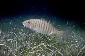 Image result for Lithognathus lithognathus