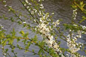 Attēlu rezultāti vaicājumam “Prunus cerasifera var. divaricata”
