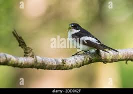 Attēlu rezultāti vaicājumam “Ficedula hypoleuca male”