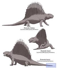 Attēlu rezultāti vaicājumam “Diderma roanense”