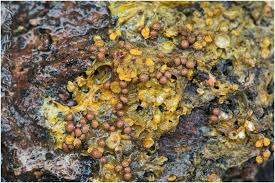 Attēlu rezultāti vaicājumam “Perichaena corticalis”