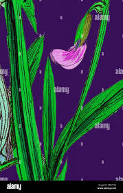 Attēlu rezultāti vaicājumam “Lathyrus palustris bud”