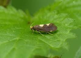 Attēlu rezultāti vaicājumam “Incurvaria oehlmanniella”