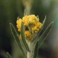 Attēlu rezultāti vaicājumam “Helichrysum arenarium bud”