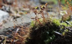 Attēlu rezultāti vaicājumam “Dicranella crispa”