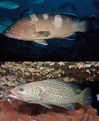 Image result for Epinephelus andersoni