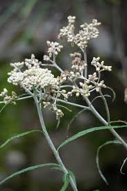 Attēlu rezultāti vaicājumam “Gnaphalium sylvaticum flower”