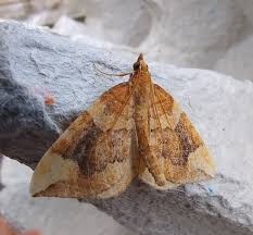 Attēlu rezultāti vaicājumam “Semioscopis avellanella imago”