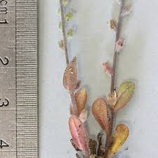 Attēlu rezultāti vaicājumam “Myosotis stricta”