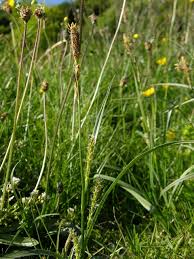 Attēlu rezultāti vaicājumam “Carex hirta”