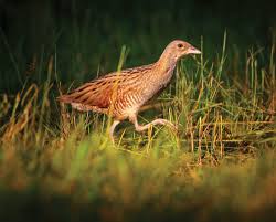 Image result for Crex crex