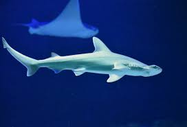 Image result for Sphyrna tiburo