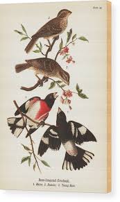 Image result for Pheucticus ludovicianus