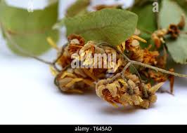 Attēlu rezultāti vaicājumam “Tilia platyphyllos Laciniata fruit”