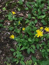 Attēlu rezultāti vaicājumam “Hieracium murorum flower”