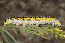 Attēlu rezultāti vaicājumam “Calophasia lunula larva”