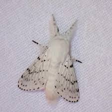 Attēlu rezultāti vaicājumam “Cribraria martinii”