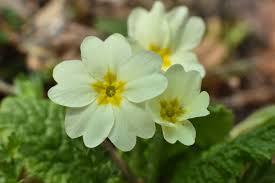 Attēlu rezultāti vaicājumam “Primula x polyantha”