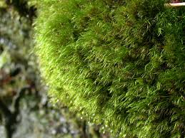 Attēlu rezultāti vaicājumam “Dicranodontium denudatum”