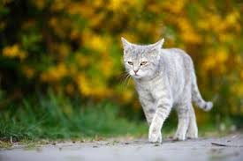 Attēlu rezultāti vaicājumam “Felis silvestris catus”