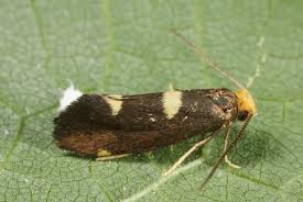 Attēlu rezultāti vaicājumam “Incurvaria oehlmanniella”