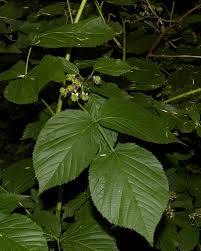 Attēlu rezultāti vaicājumam “Rubus nessensis”
