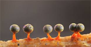 Attēlu rezultāti vaicājumam “Physarum psittacinum”