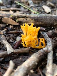 Attēlu rezultāti vaicājumam “Ramariopsis crocea”