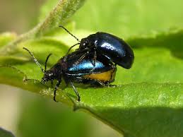 Attēlu rezultāti vaicājumam “Agelastica alni”