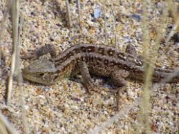 Attēlu rezultāti vaicājumam “Leiocolea rutheana”