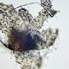 Attēlu rezultāti vaicājumam “Physarum rubiginosum plasmodium”