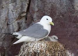 Attēlu rezultāti vaicājumam “Rissa tridactyla nest”