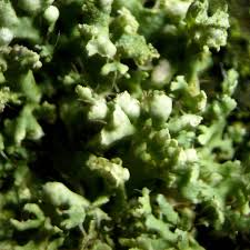 Attēlu rezultāti vaicājumam “Physcia adscendens”