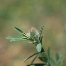 Attēlu rezultāti vaicājumam “Trifolium arvense leaf”