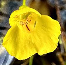 Attēlu rezultāti vaicājumam “Utricularia intermedia”