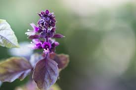 Attēlu rezultāti vaicājumam “Ocimum basilicum flower”