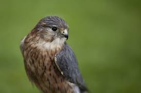 Image result for Herts Falcons