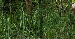 Attēlu rezultāti vaicājumam “Cinna latifolia”