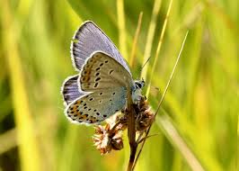 Attēlu rezultāti vaicājumam “Plebejus argyrognomon”